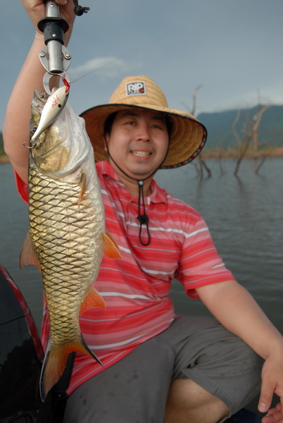 กระสูบไซด์ใหญ่ยังพอมีอยู่    ถ้าปลาโดนจับหมดเขื่อน ต้องรออีกกี่ปี ปลาจะกลับมาเยอะแบบเดิมนะ