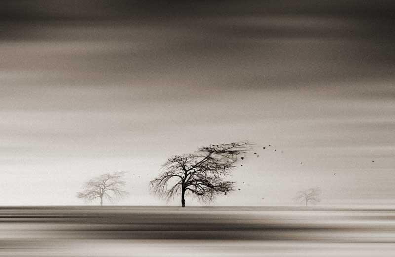 ภาพ "Trees dances" โดยนายบูชาชน เพชรธัญญะ หัวข้อ "โลกแห่งจินตนาการ" ถ้วยพระราช ทานสมเด็จพระเจ้าล