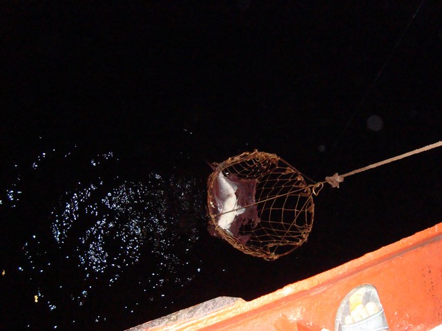 เวลาเอาปลาขึ้นต้องทำเป็นห่วงยกครับเนื่องจากเรือมันสูงแต่ปลาเป็นปลาที่ตัวแหลมๆต้องเอาเชือกคล้องครับ