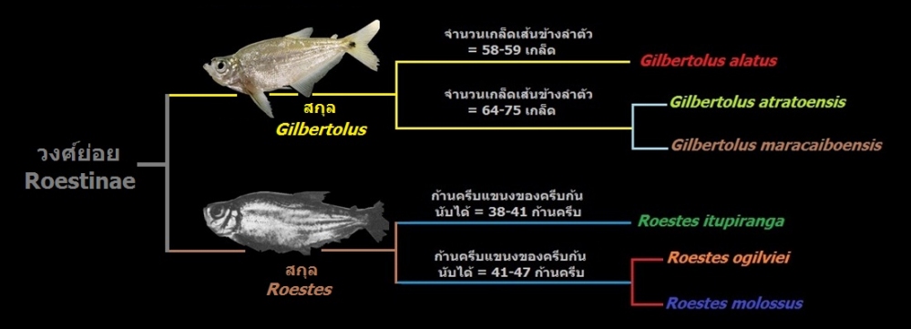 Cynodontidae ; Roestinae ; สกุล Gilbertolus and Roestes