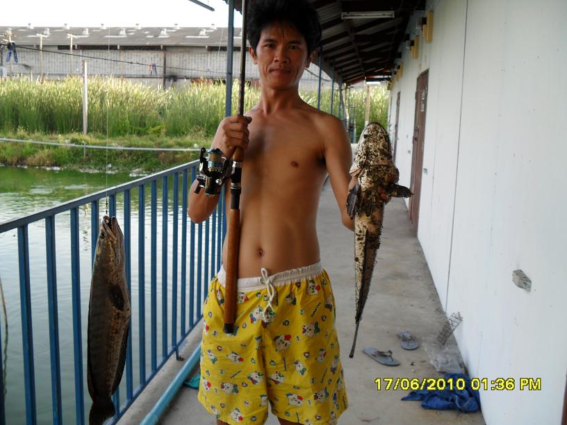 ใหญ่เท่าๆกันครับ