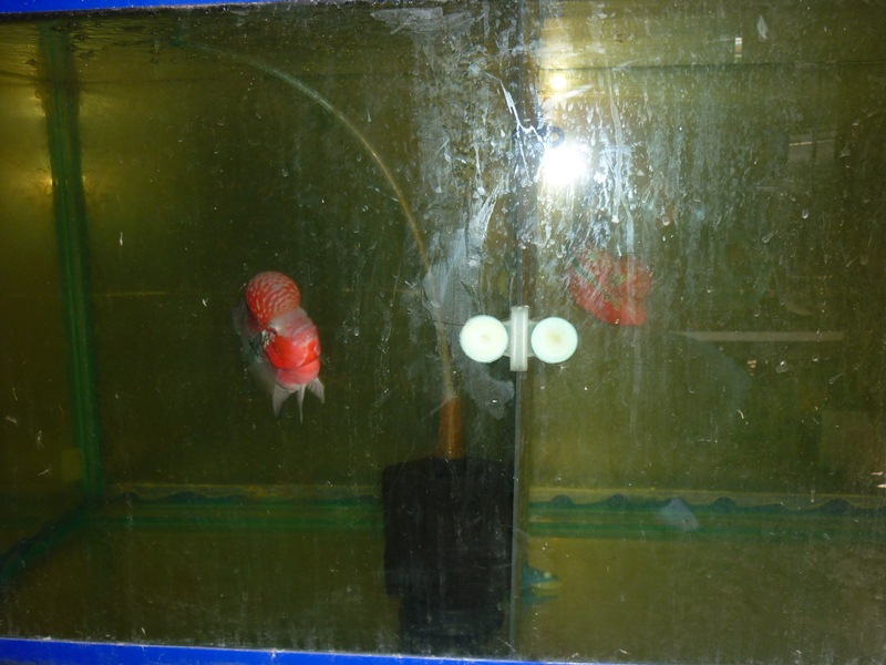 [q][i]อ้างถึง: FiShinGPex posted: 08-07-2554, 16:04:05[/i]

+++++++++++ :love: :love: :love:++++++
