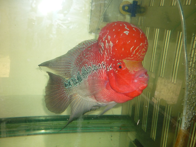 [q][i]อ้างถึง: SINGH posted: 08-07-2554, 16:08:14[/i]

เจอกันหน่อย :grin: :grin: :grin:[/q]
สั้นๆ