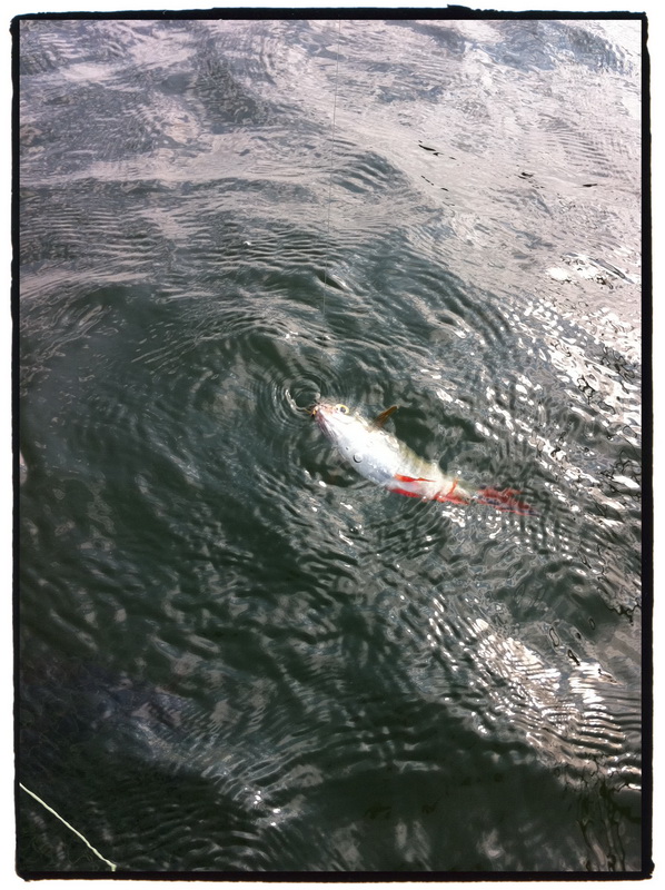  [center] :laughing: :laughing:  เปลี่ยนคันครับมาใช้ # 5-6 Fenwick golden wing เหยื่อ Dry fly แล้วปล
