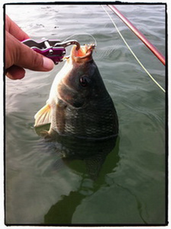  :grin: :grin:  dry fly   :grin: