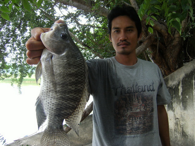 ตัวที่3 ของเจ้าน้อย ประมาณ 7-8 ขีด