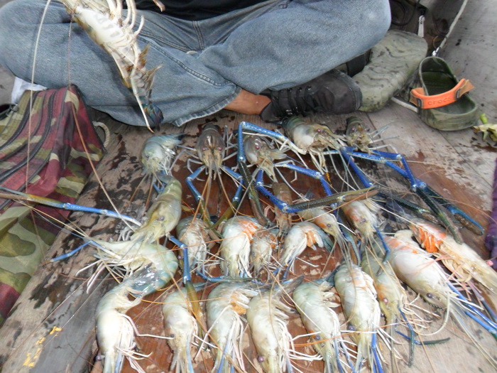 นับหลายรอบแล้ว..........กุ้งเล็ก......16....กุ้งใหญ่.....7

รวมยังไงก็ได้แค่ 23 ตัวล่ะนะ..........