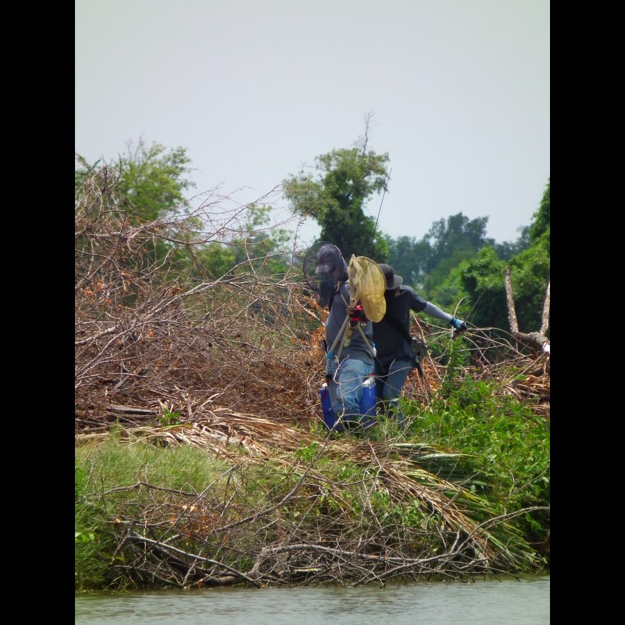 ลากันด้วยภาพนี้ครับ  ได้เยอะถึงขั้นต้องห้ามออกเลยครับ























