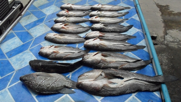 

   หลังจากแจกจ่ายข้างบ้าน  แล้วก็กลายเป็นไอ้เนี่ยะ :laughing: :laughing: :laughing: