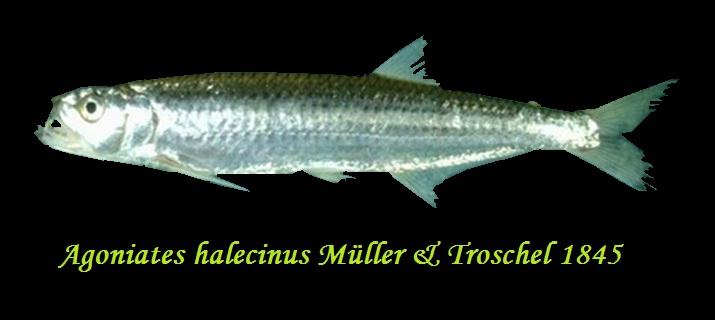 ขออนุญาตทำลิงค์ใหม่น่ะครับ.

 [url='http://www.catalogue-of-fishes.pantown.com']http://www.catal