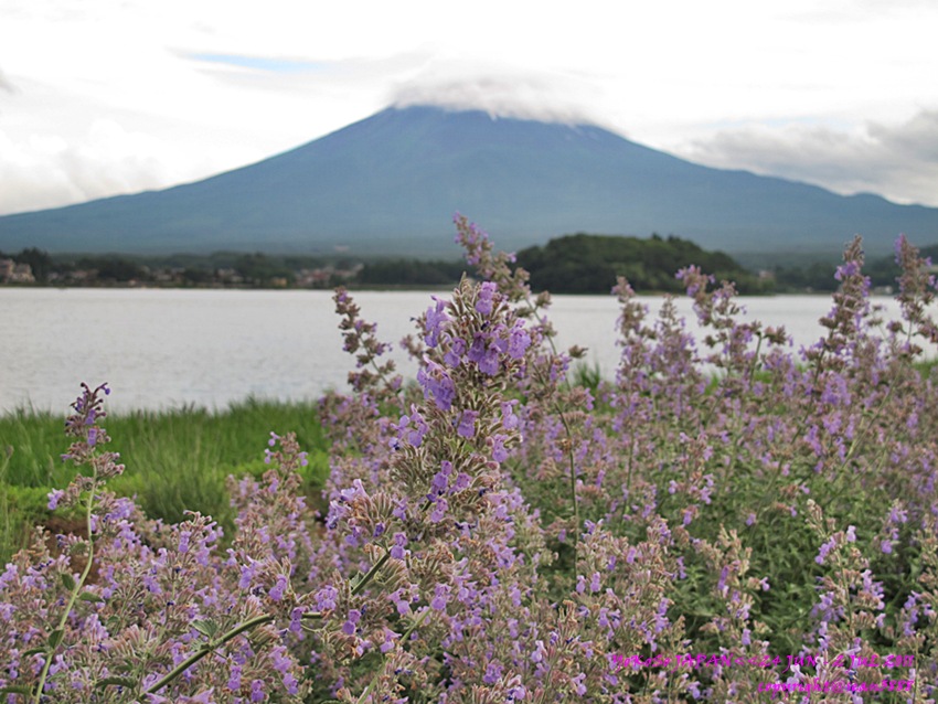  [b]และแล้วเราก็มาถึงทุ่งดอก Lavender ปั่นมาซะไกล....ดอกยังไม่ค่อยบาน...จะบานมาช่วงเทศกาลคือช่วงปลาย