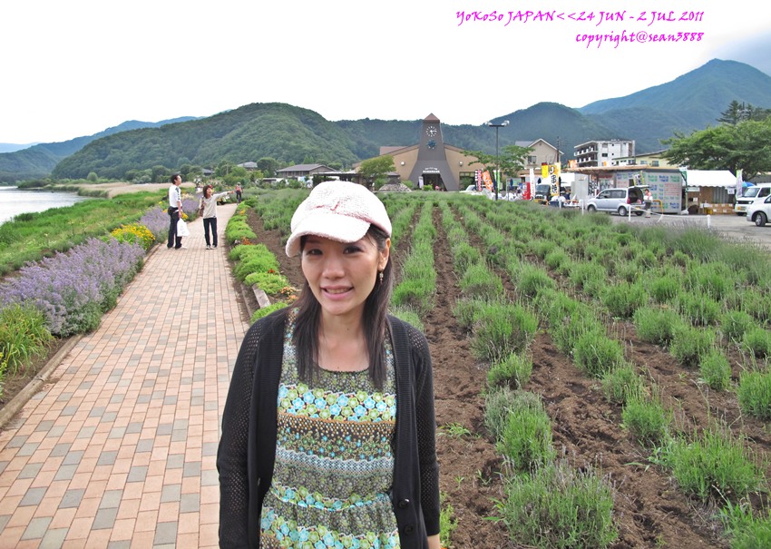  [b]เนี่ยละครับทุ่ง..ยังไม่บานเลยดอก Lavender[/b]