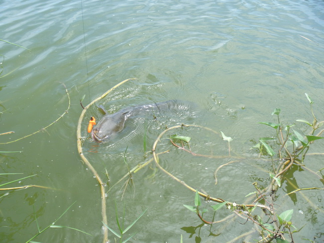 ขออีกรูป ถ่ายเองครับลำบากหน่อย กลัวปลาหลุด
 :sad: :sad: :sad: