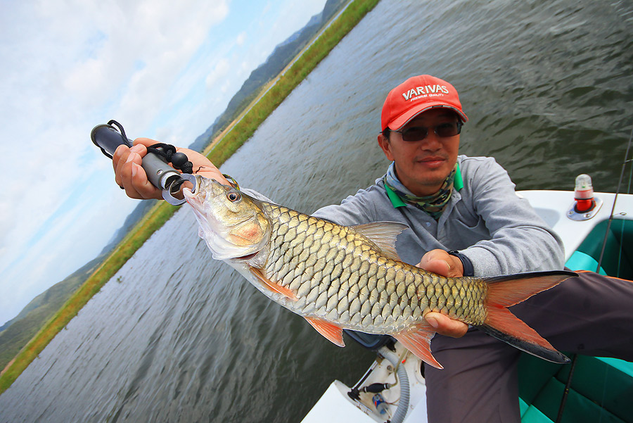 ตัวสวยถูกใจพงเต๊บมาดแท้ ๆ ลงแช่ในลังน้ำแข็งเลยค๊าบบบ 
เอากลับ กรุงเทพจร้า....ทางบ้านซื้อใบคึ่นช่ายไ