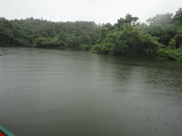 ฝนตกตั้งแต่ออกบ้านมา ทั้งวันจริงๆครับ ลงเรือแล้ว ไม่ได้หยิบกล้องออกมาจากกระเป๋าเลย
จนมาถึงจังหวะปลา