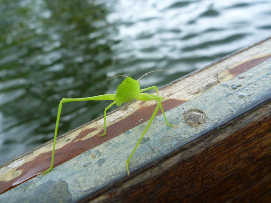 14:36 Grasshopper  :heart: