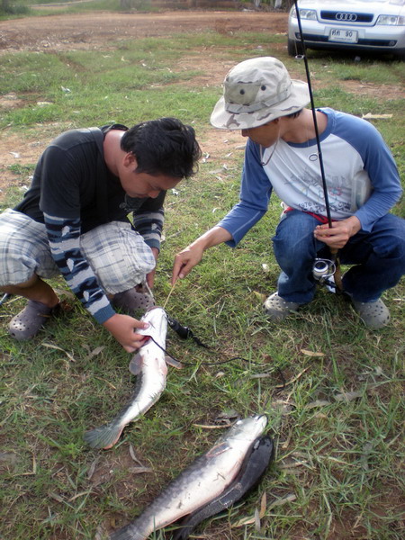 น้าโตกับน้าโอเปิ้ลช่วยกันร้อยเชือกล่ามปลา....แน่นอนอีกแล้วคับสมาชิกของเรา  :grin: :grin: