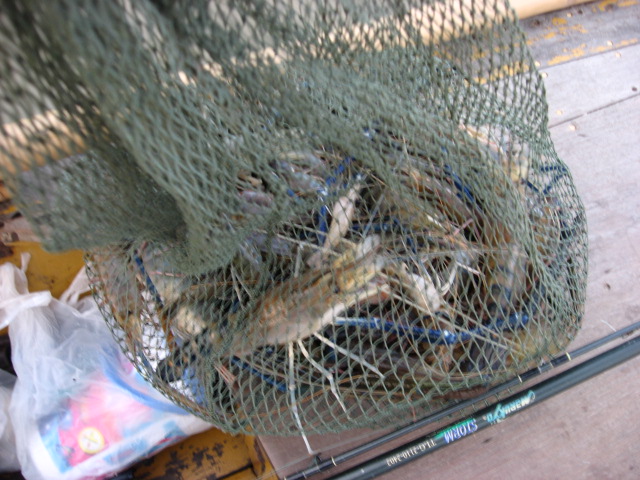 ขอโชว์กุ้งที่ตกได้ :cheer: :cheer: :cheer:
