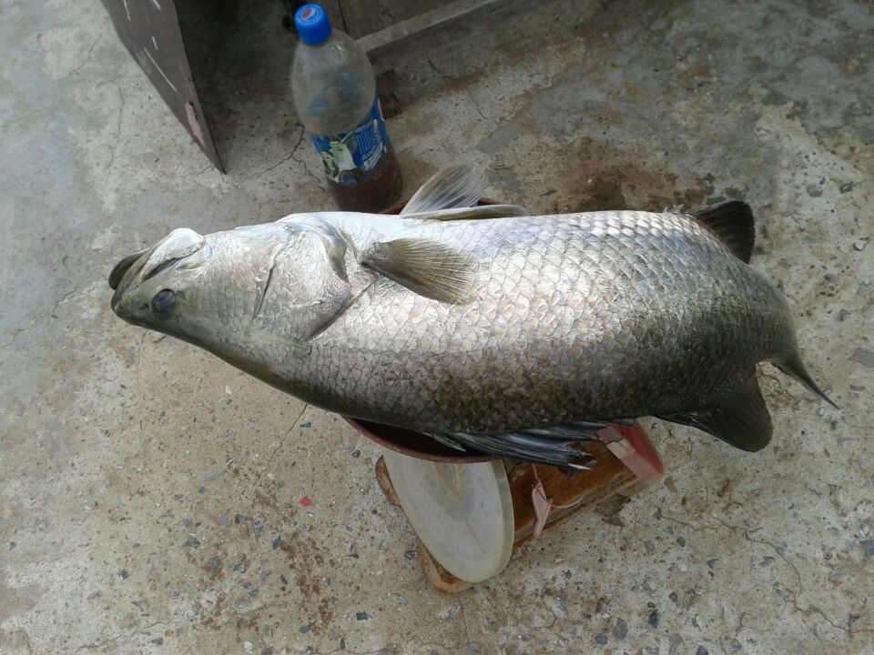 สุดท้ายก็ได้แค่หนึ่งตัวครับ สรุปผล