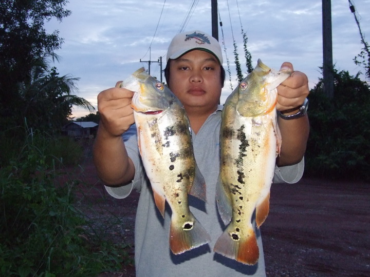 ทริพสุดท้ายได้มาสองตัวครับ