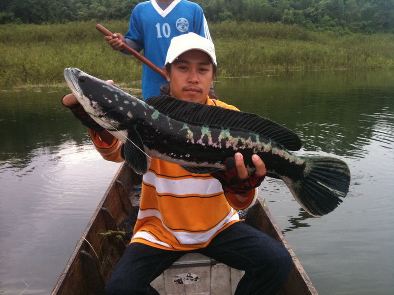 ลอยเรือมาอีกหน่อย หลังจากที่อ่อนปลาพาเข้าไปพันหญ้าใต้น้ำหลุดไป

เพื่อนเกรียงเล่นไซส์สวยสำหรับที่นี