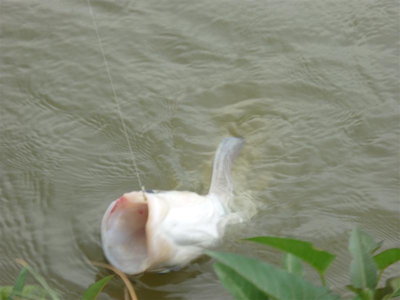  :flag:
