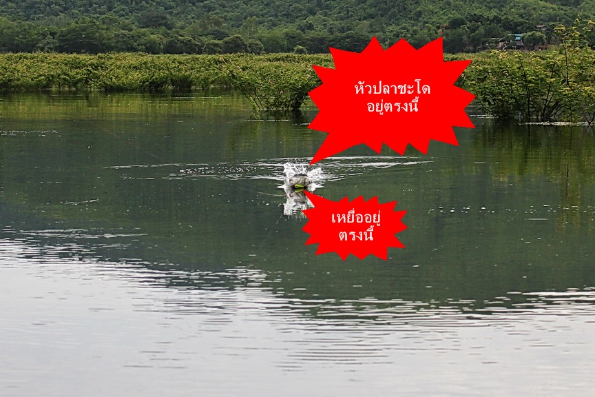 เห็นเหยื่อเราเป็นของเล่นไปได้ เจ้าชะโดตัวนี้
เดี๋ยวโดน ถึงตาย :mad: :mad: :angry: