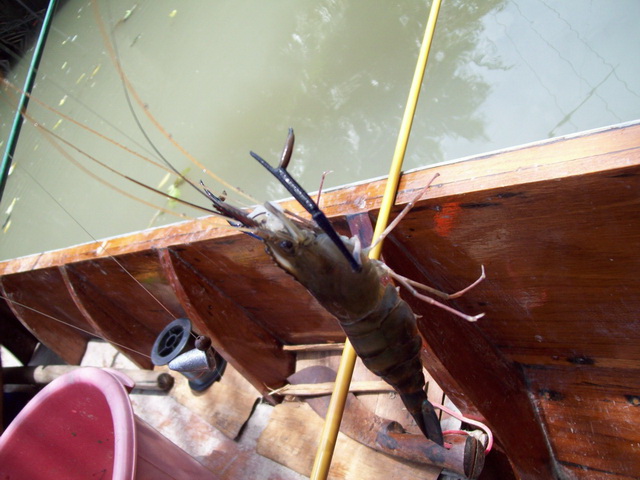 แล้วก็ได้กุ้งมาอีกตัว :grin: