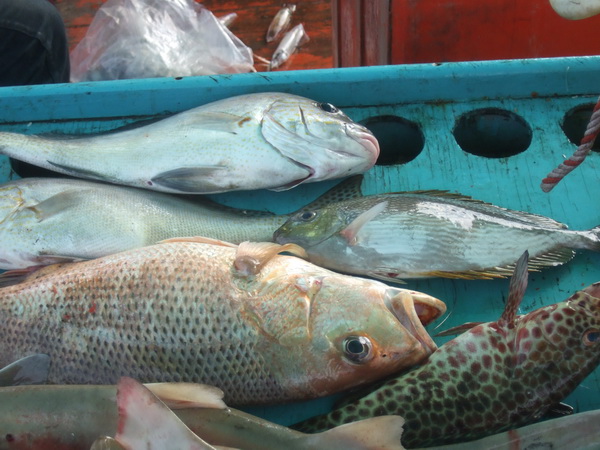 อังเกยครับ กินตัวเดียวในทริป ที่เห�