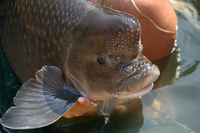 Incisilabeo behri.