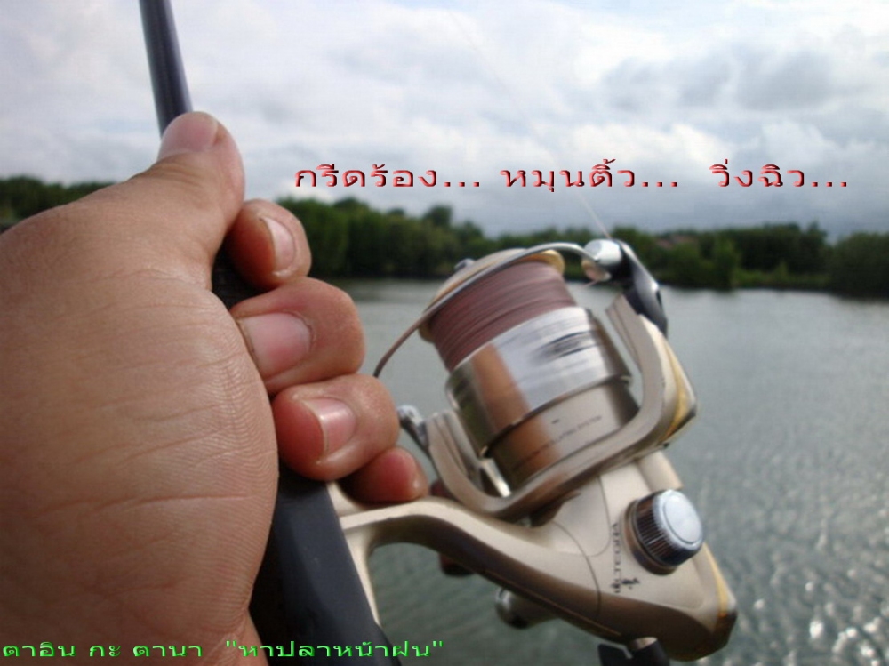 ถ่ายภาพคันโค้งคำนับ  รับแรงดึงจาก  ปลาที่ปลายสายแล้ว....... :cool: :cool: :cool:

จัดภาพ  สปูล  หม