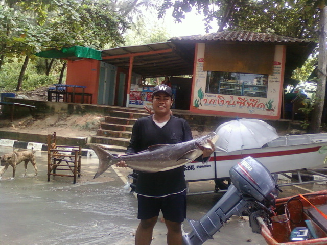 ตัวนี้ช่อนเหมือนกัน กินหัวหมึกอ่ะครับ  :laughing: :laughing: :laughing: :laughing: :laughing: