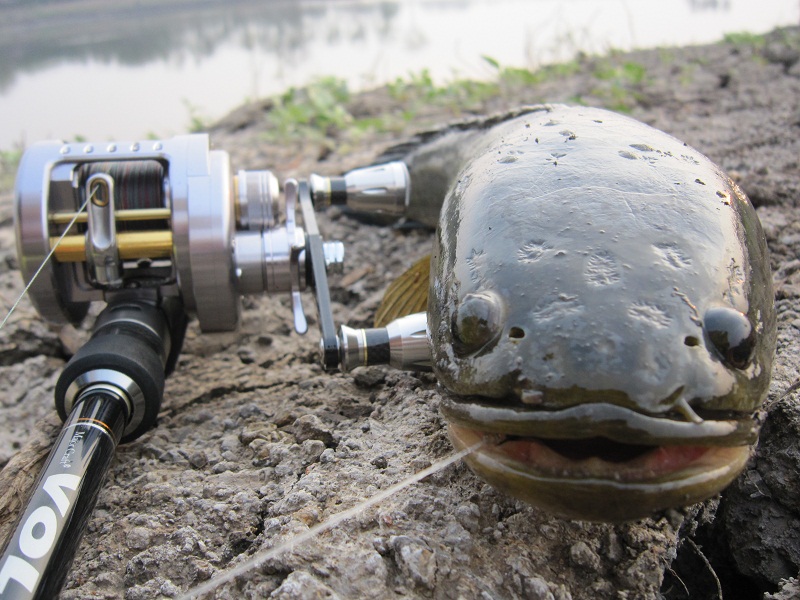 SCUM FROG_ONLYYYYYYY !!


 :cheer: :cheer: :cheer: :cheer: :cheer: