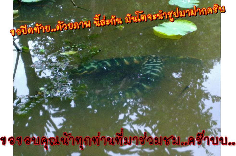 [q][i]อ้างถึง: integra posted: 02-08-2554, 15:06:05[/i]

แค่ลองนึกภาพดูนะน้าโอ๋ ถ้ามีปลานิงว่ายผ่า