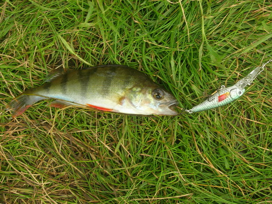 เจ้าตัวนี้ชือปลา La Perche (ภาษาฝรั่งเศส)
Pole(อังกฤษ) ,อยู่ในตระกูล Bass ชนิดหนึ่งเช่นกัน
โอยดีใจ