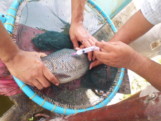 ไม่ได้มีแต่ตะเพียนนะครับ