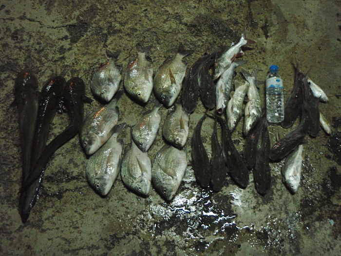 จ่ายตลาดได้ ปลาเนื้อดี อีคุด 9 ตัว ปลากดทะเล หรือปล่าวหว่า 14 ตัว ปลาดุกทะเล 3 ตัว ได้ปลาร่วม 10 โล 