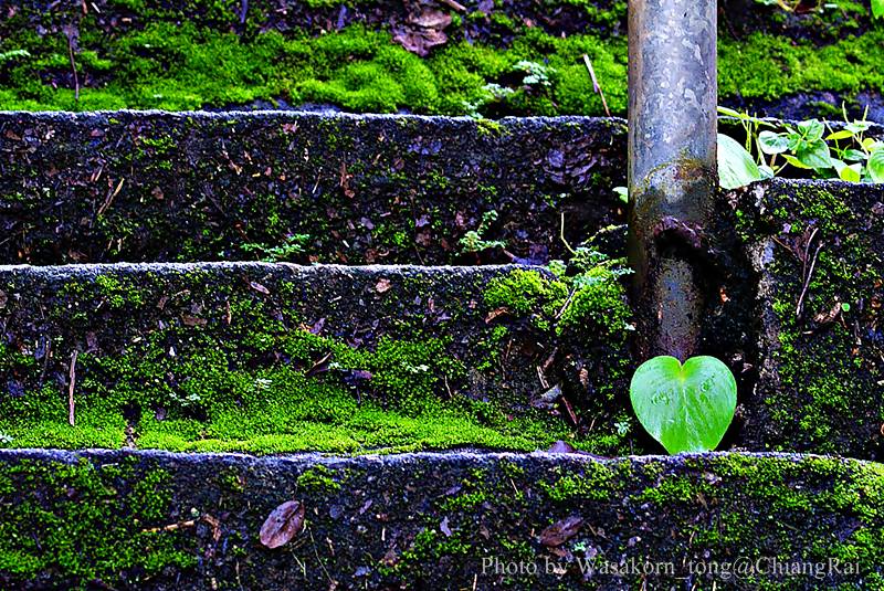 มีหัวใจด้วยครับ............

ขึ้นอยู่บนบันได..........

 :love: :love: :love: