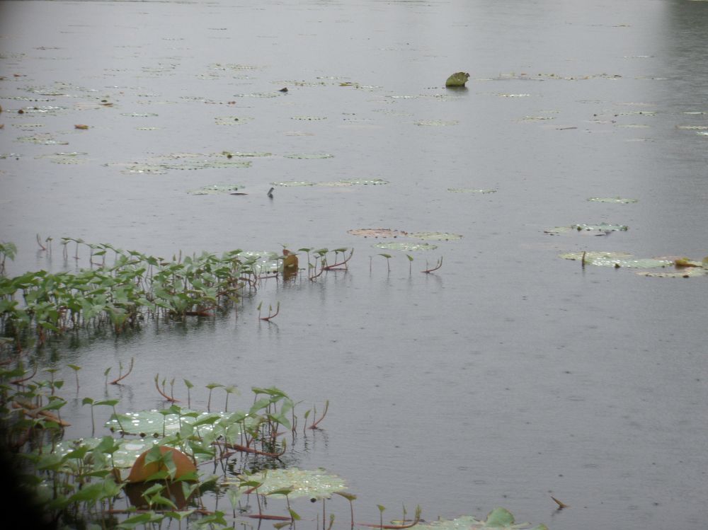                                        [b]ฝนตกทั้งวันคับใจผมไม่ค่อยดีเลย/จะสู้รึถอยดี/.ในๆก็มาแล้วสู