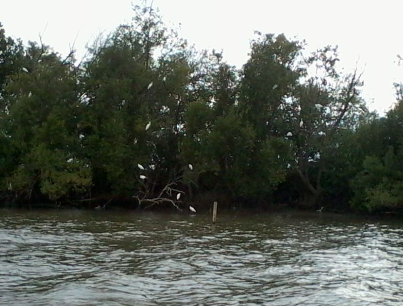 เเล่นเรือมาได้สักพัก นึกว่าถุงพลาสติกที่ไหนได้ นกเพียบเลย
สักพัก
- พฤตๆ
- อะไรเเม่
- ตัวเงินตัวท