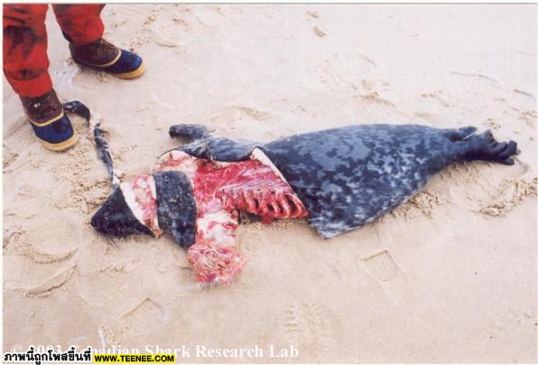       6+             พายครีบแมวน้ำ ชาว นิวฟาวด์แลนด์กินพายที่มาจากครีบแมวน้ำนั้นถือว่า เป็นสิ่งวิเศ
