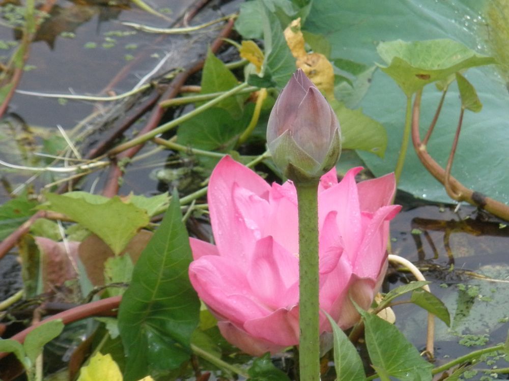 
 [b]ผมขอลาน้าด้วยภาพนี้เลยนะคับ.ผิดพลาดประการใดต้องขออภัยด้วยคับ[/b]