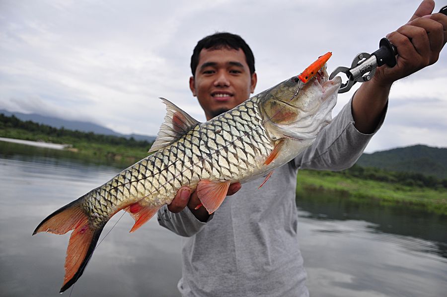 ขึ้นมาแล้ว  ใหญ่สะด้วย    :grin: :grin: :grin: