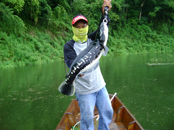  [b]วันแรกนี่โดนไปเป็นสิบตัว แต่ได้ขึ้นเรือมาแค่ สี่ เล็กบ้างใหญ่บ้าง คละเคล้ากันไป[/b]  :cheer: