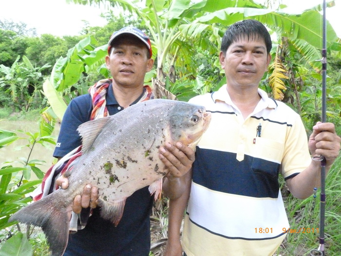 ล่าเจ้า  เปคู  ที่สูงเนิน