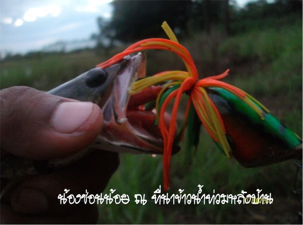 =###= ดูช่อนใหญ่ก้อมากแล้ว มาดูช่อนน้อยกัน  =###=