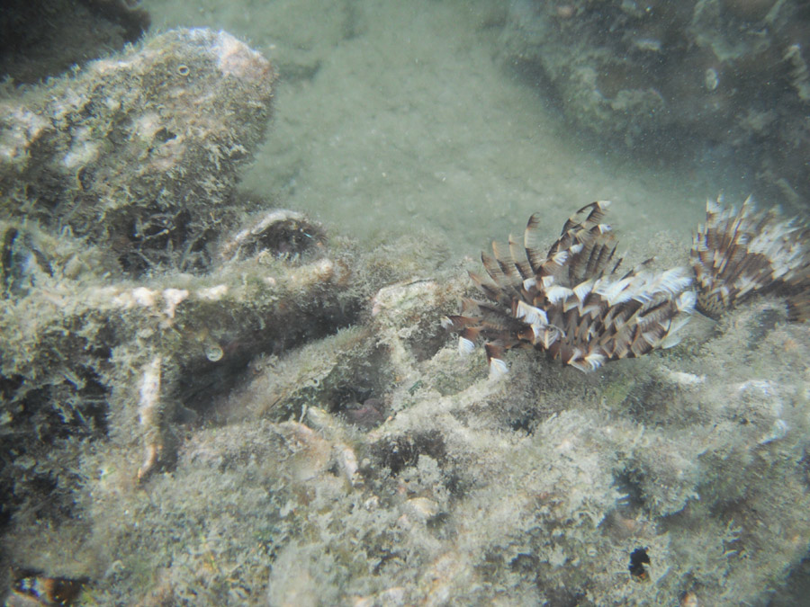 หอยที่พบก็มีเยอะครับ เช่นหอยจอบเยอะมาก หอยตาวัว หอยนมสาว หอยกระดุม หอยสังข์หนาม หอยมือเสือ หอยพอก หอ