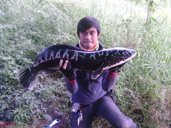 ทำแต้มต่อเนื่อง - โทรฟี่ ประจำปีของน้อง Eaklovefishing : ชะโด 13 KG  by Singburi