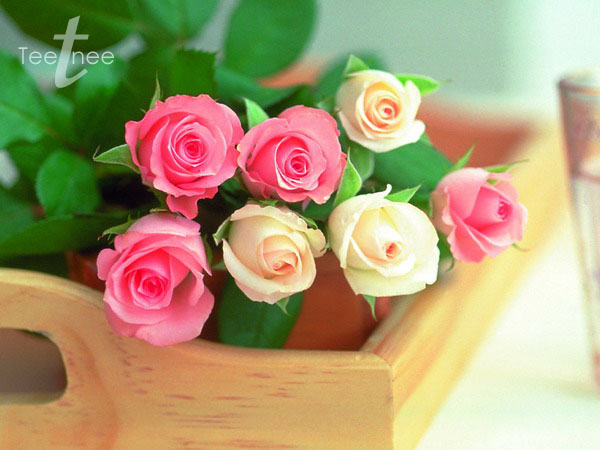  [center]:rose: :rose: :rose: :rose: :rose: :rose: :rose: :rose: :rose: :rose: :rose: :rose: :rose: 