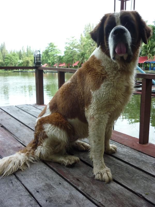 เดินไปห้องมันก็ตาม เลยต้องเอาของให้กิน